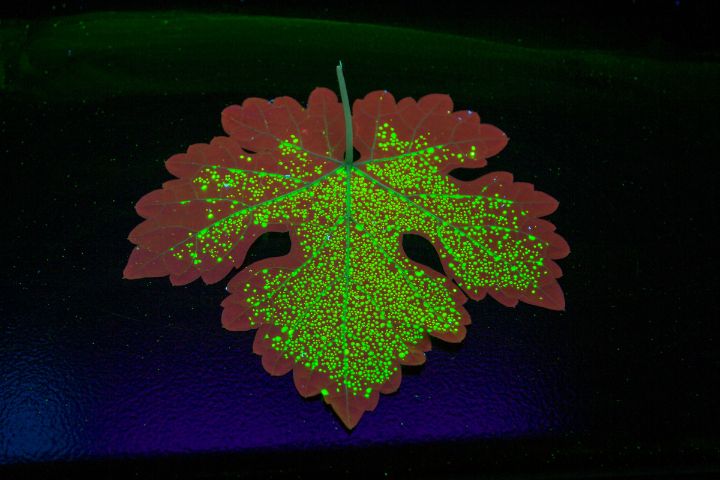 Analyse de végétaux sous U.V. - Copyright xanata.photo / Thierry Vallée
